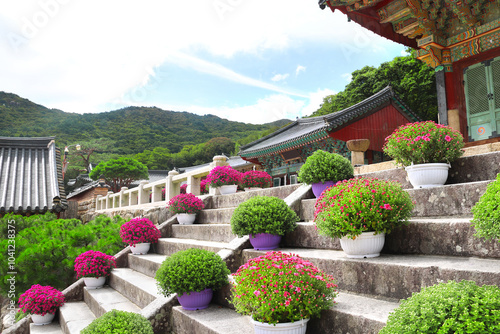 Blooming chrysanthemums on the steps of pavilion in Beomeosa Temple, Busan, South Korea. Beautiful autumn scene with blossoming golden-daisy and ancient buddhist pavilions in traditional korean style photo