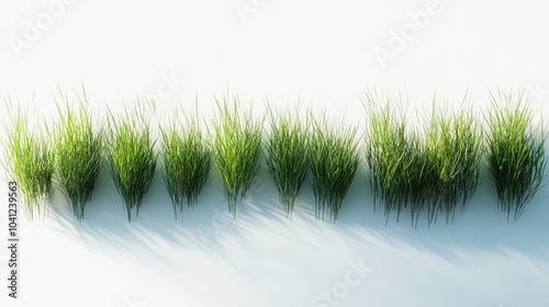 Neatly lined-up row of verdant grass tufts, with soft shadows and a white background.