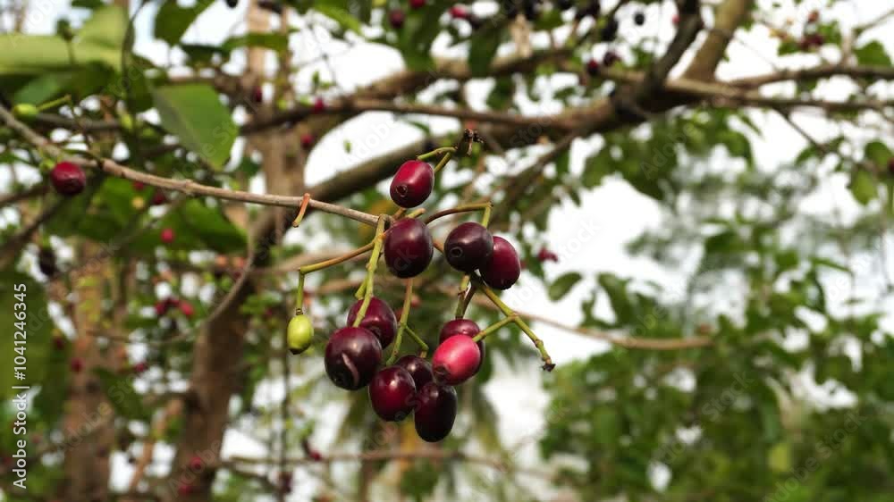 Black Plums (Syzygium cumini) ripen on branches, its shape is round and oval, red to blackish when ripe. Black Plums (Syzygium cumini) ripen on branches, its shape is round and oval, red to blackish when ripe.