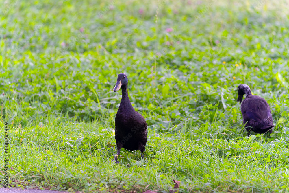 Fototapeta premium Flock of Indian Runner ducks grazing on meadow at Swiss City of Zürich at sunset of an autumn day. Photo taken October 21st, 2024, Zurich, Switzerland.