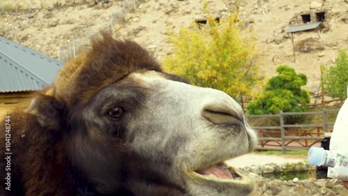 Close-up of a camel eagerly opening its mouth to eat a piece of fruit, showcasing animal interaction at a zoo.