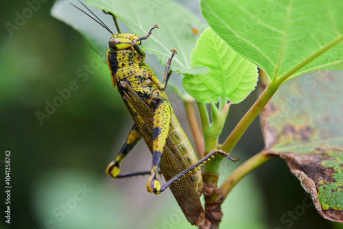 Close-up view of grasshopper eating green leaves photo