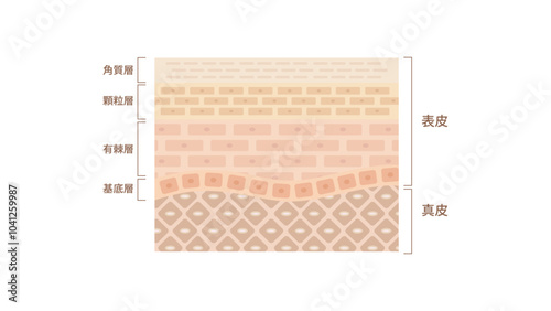 表皮の仕組みと働き,真皮,表皮,皮下組織,角質層,顆粒層,基底層,有棘層,お肌,スキンケア,化粧水,乳液,美肌