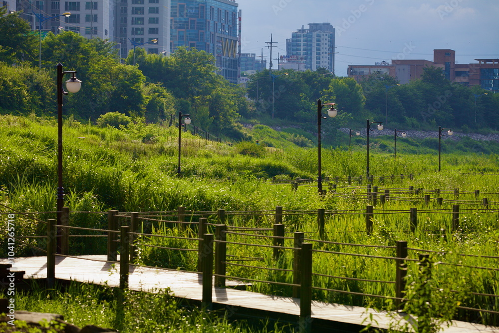 Wooden Walking Bridge Over Marshland in Taehwa River Park Wooden Walking Bridge Over Marshland in Taehwa River Park
