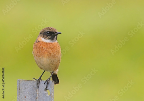 European Stonechat (Saxicola rubicola), male perched on a fence post at Drift Reservoir, Cornwall, UK.