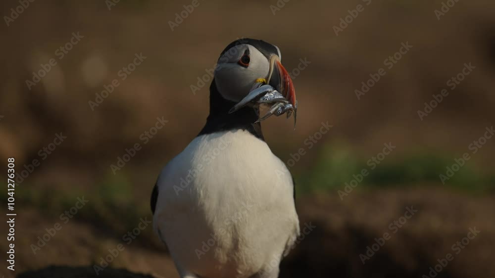Puffin with Sandeels Fish in its Mouth, Close Up Portrait of Atlantic Puffin with a Catch of Sandeels and Fish in its Beak on Skomer Island, UK Birds and Wildlife