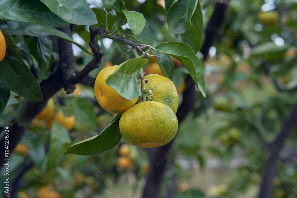 tangerine branch with tangerines tangerine branch with tangerines