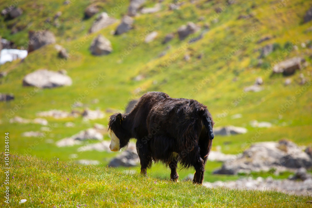 A herd of yaks graze in the mountains. Himalayan big yak in a beautiful landscape. Hairy cow cattle wild animal in nature in Tibet. Sunny summer day in the wild. Farm animal in Nepal and Tibet. A herd of yaks graze in the mountains. Himalayan big yak in a beautiful landscape. Hairy cow cattle wild animal in nature in Tibet. Sunny summer day in the wild. Farm animal in Nepal and Tibet.