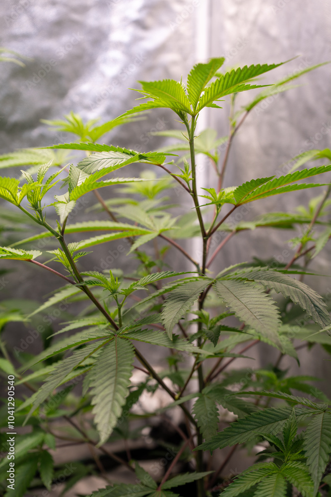 Healthy cannabis plant with vibrant green leaves and serrated edges, thriving under optimal conditions. Healthy cannabis plant with vibrant green leaves and serrated edges, thriving under optimal conditions.