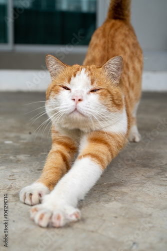 A ginger and white cat stretching forward on a concrete surface, enjoying a relaxing moment.