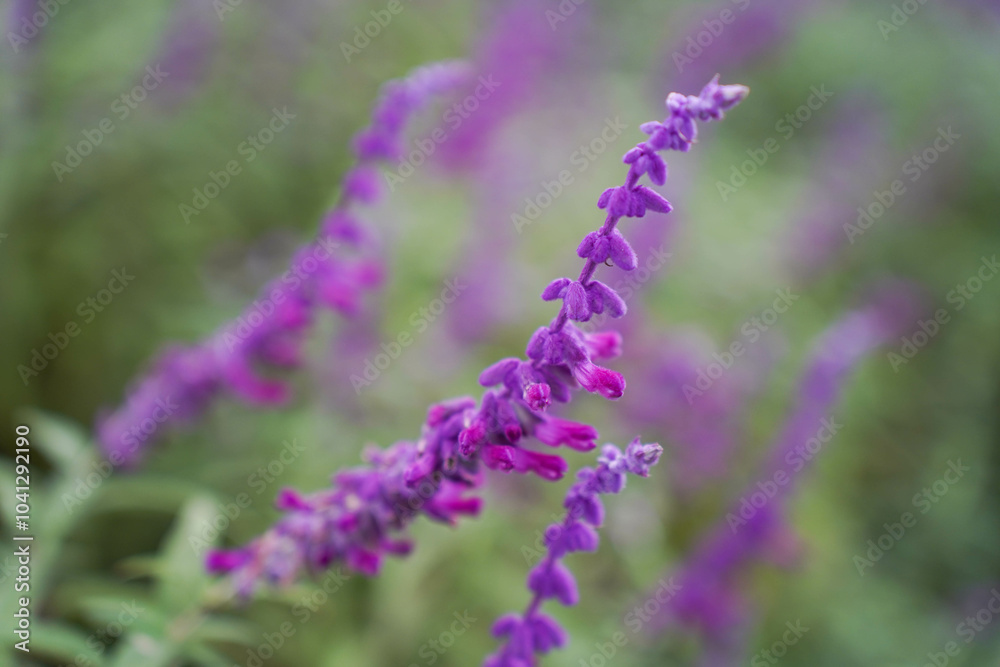 close up of beautiful purple flowers of Salvia farinacea. the mealycup sage, mealy sage.