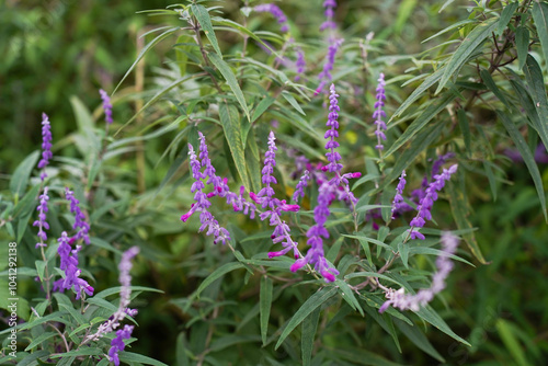 Obraz na płótnie Beautiful purple flowers of Salvia farinacea. the mealycup sage, mealy sage. w salonie
