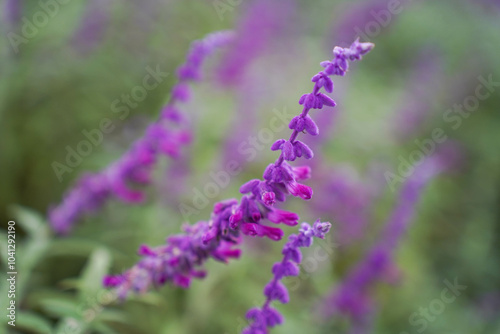 Obraz na płótnie close up of beautiful purple flowers of Salvia farinacea. the mealycup sage, mealy sage. w salonie