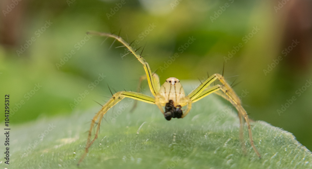 The Art of Camouflage Spider in Focus The Art of Camouflage Spider in Focus