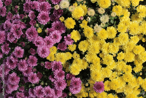 purple and yellow chrysanthemum blooming half and half photo