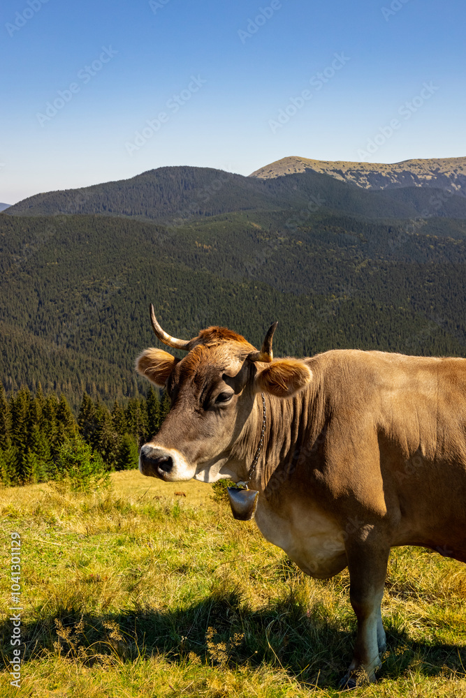 Mountain landscape with a grazing cow against the backdrop of mountains. Mountain landscape with a grazing cow against the backdrop of mountains.