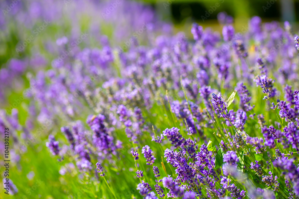 Obraz premium Spring lavender flowers under sunlight. Lilac flowers close up. Beautiful landscape of nature with a panoramic view. Hi spring. long banner