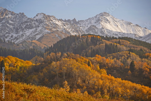 A mountainous area with various trees and fir trees. Akbulak Gorge. Autumn. Yellow leaves.