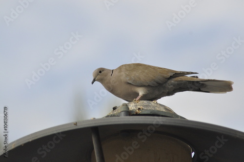 Pájaro en ciudad photo