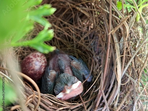 baby bird in the nest