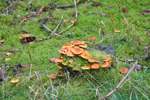 Pilz am Weg, Neuhaus am Rennweg, Rennsteig im Thüringer Wald, Landkreis Sonneberg, Thüringen, Deutschland photo