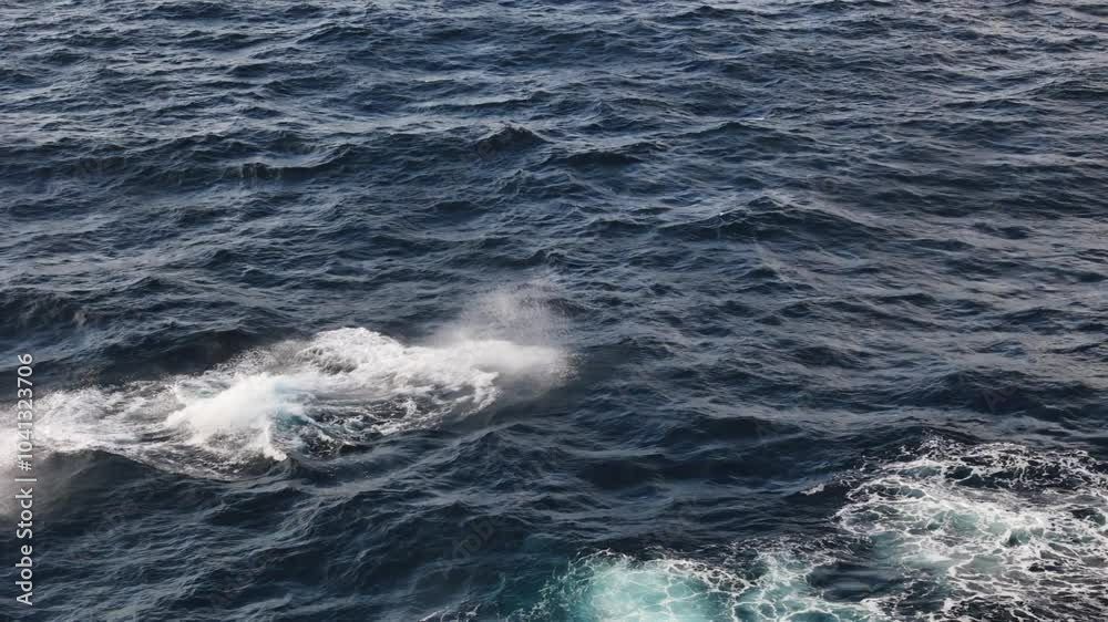 Humpback Whale breaching in the ocean Humpback Whale breaching in the ocean