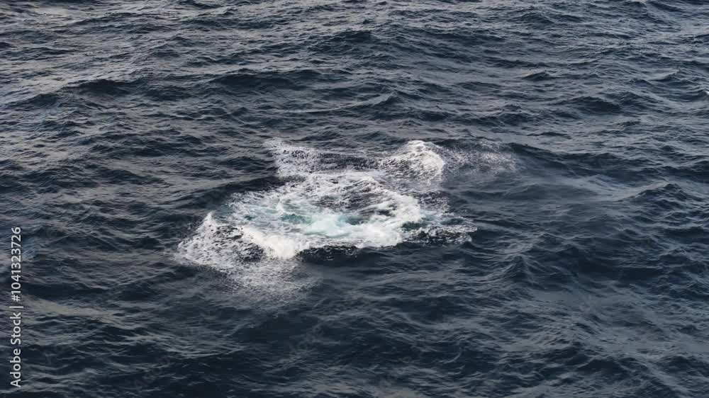 Humpback Whale Soy Hop in the ocean Humpback Whale Soy Hop in the ocean