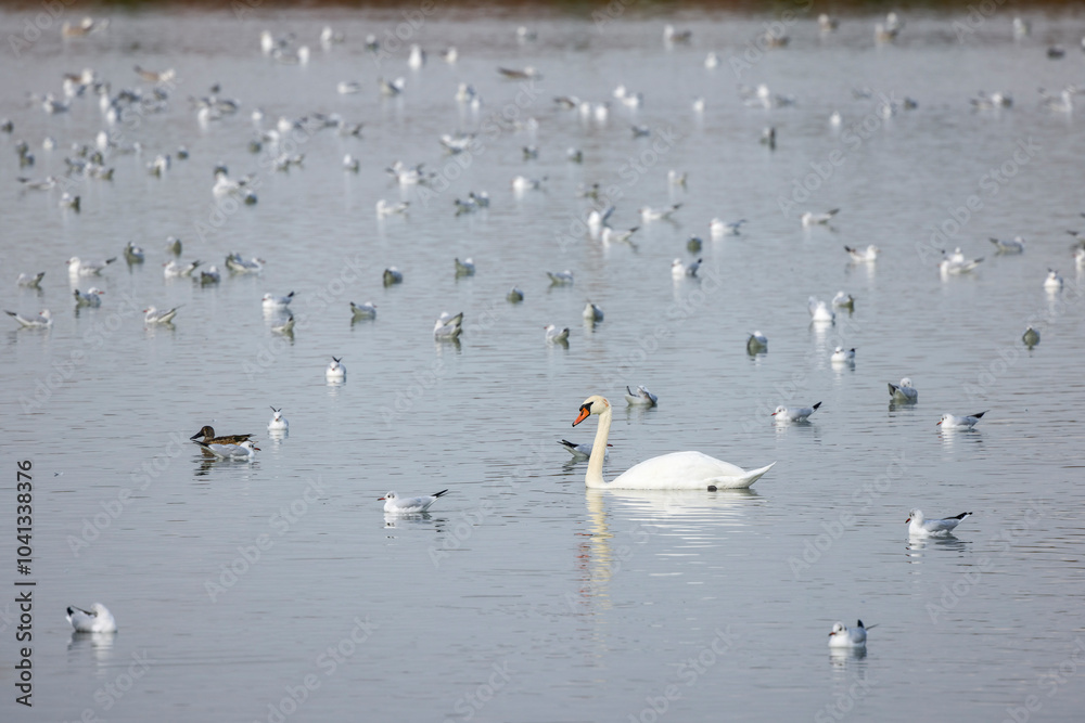 group of water birds on a lake group of water birds on a lake
