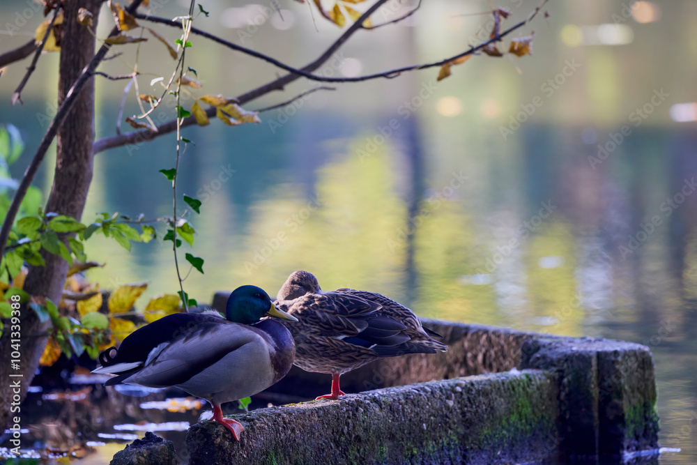 Fototapeta premium pair of wild ducks sit on a curb near a lake
