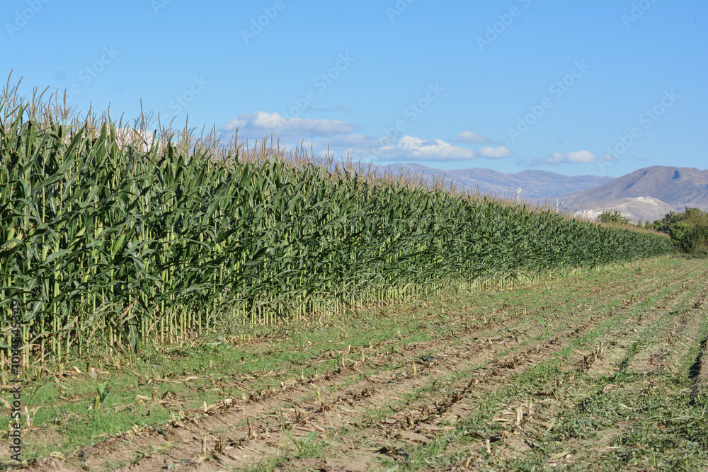 Corn field. Corn on the bushes. Green field of corn with cobs. Agricultural field with rows of young corn plants Corn field. Corn on the bushes. Green field of corn with cobs. Agricultural field with rows of young corn plants