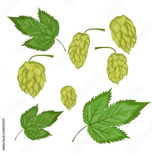 A set of compositions of leaves and fruits of hops. Hops herb plant for brewery of beer. Branch of hop. For the design of a poster, menu of a craft brewery