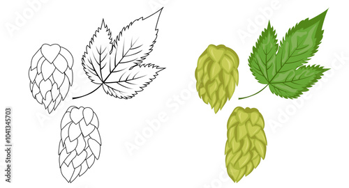 A set of compositions of leaves and fruits of hops. Hops herb plant for brewery of beer. Branch of hop. For the design of a poster, menu of a craft brewery