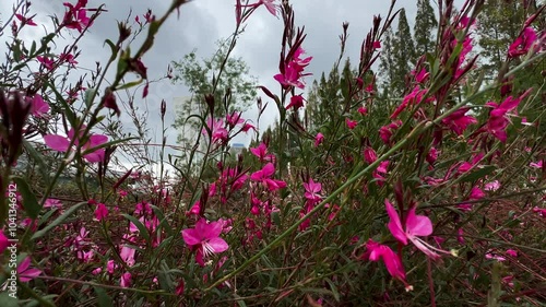 Oenothera lindheimeri 'Siskiyou Pink', also known as pink gaura, Lindheimer's beeblossom or clockweed and Indian feather, in a garden in Shanghai, China. photo