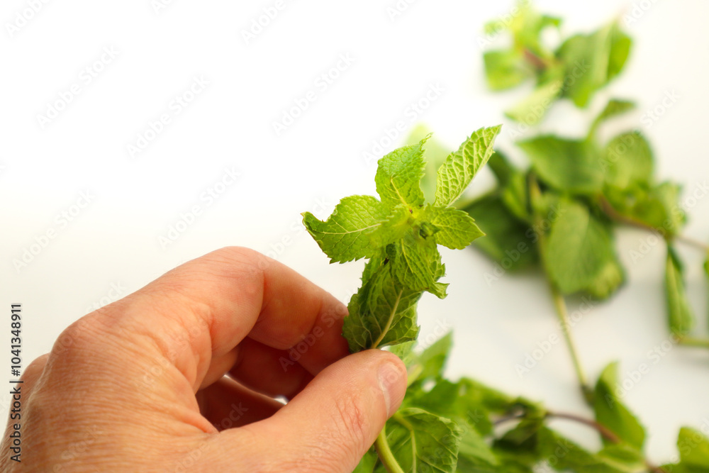 Collecting medicinal herbs. Men's hands laying out mint stems and leaves for drying. Fresh homemade greens from the garden Collecting medicinal herbs. Men's hands laying out mint stems and leaves for drying. Fresh homemade greens from the garden