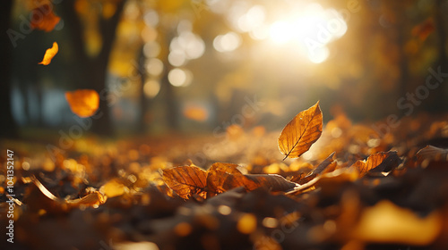 Autumn landscape with colorful leaves, sunslight and morning dew, horizontal frame,  photo