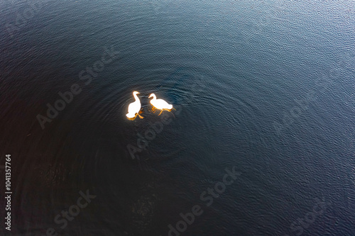 Aerial view of white swan family on a lake during a beautiful winter day