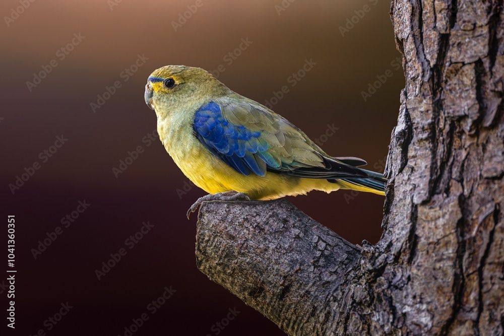 Obraz premium Vibrant parrot on tree branch