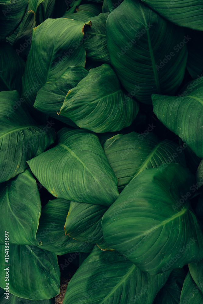 Obraz premium leaves of Spathiphyllum cannifolium, abstract green texture, nature background, tropical leaf
