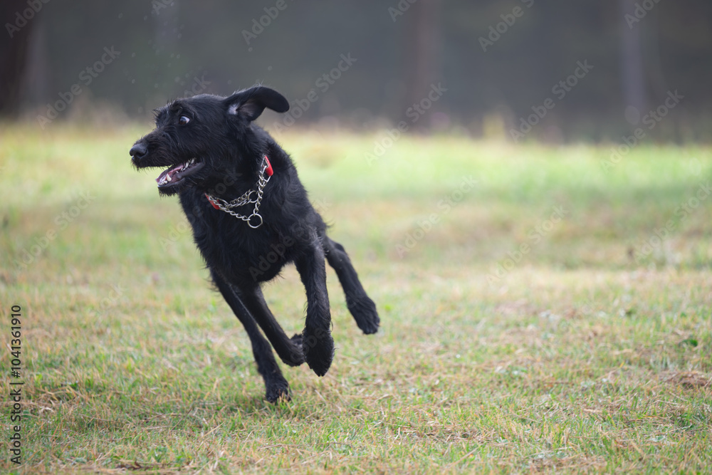 Large dogs playing in a large yard or place like a dog run Large dogs playing in a large yard or place like a dog run