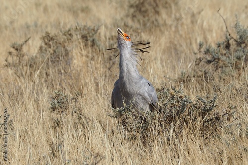 Secretary bird swallows snake in Namibia photo