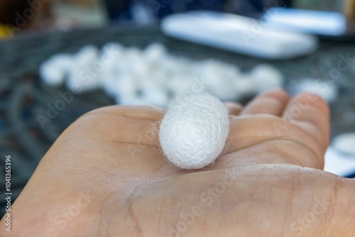 Close-up of a hand holding a white silk cocoon with blurred cocoons in the background