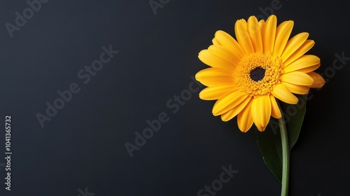 Yellow gerbera daisy on black background with space for copy text