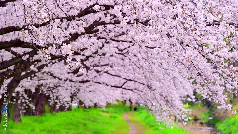 桜 桜