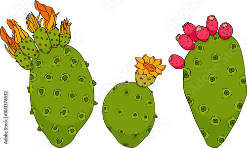 Hand drawn, colored, vector Opuntia fruit, prickly pear cactus, Indian figs, Edible cactus on white background.