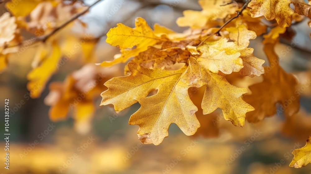 Autumn Oak Leaves Autumn Oak Leaves
