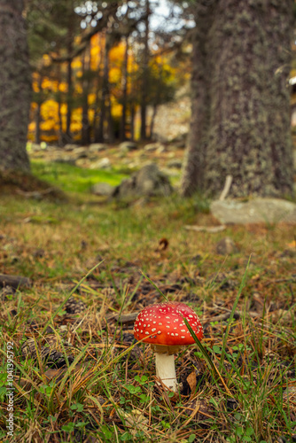 Urbion Mountains and Black Lagoon (Sierra de Urbion - Laguna Negra) Nature Reserve, Soria, Spain. Autunm season. Colorful picture. photo