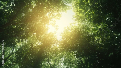 Lush Green Canopy Under Bright Sunlight