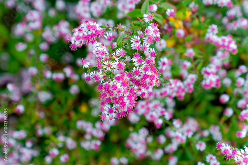 Close-up of Symphyotrichum Lateriflorum L. pink and white colored blossoms of bush at Swiss City of Zürich at sunset of an autumn day. Photo taken October 21st, 2024, Zurich, Switzerland. photo