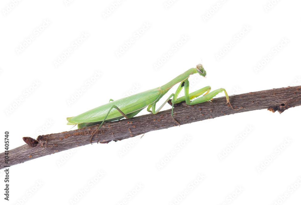 Mantis green isolated on white background. European mantis or praying mantis on a branch. Clipping path. Mantis green isolated on white background. European mantis or praying mantis on a branch. Clipping path.