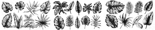 Collection of tropical foliage of various sizes and shapes drawn with contour lines on white background. Monochrome realistic illustration of tropical foliage.